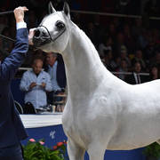 Senior Stallion Gold Champion: E.S. Harir ( AJ Dinar X TF Magnums Magic)  