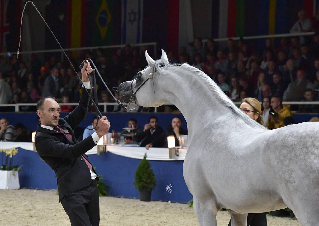 Senior Stallion Bronze Champion: E.S. Sarab (Marajj X Mahjesty) 