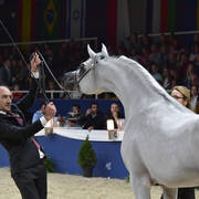 Senior Stallion Bronze Champion: E.S. Sarab (Marajj X Mahjesty) 