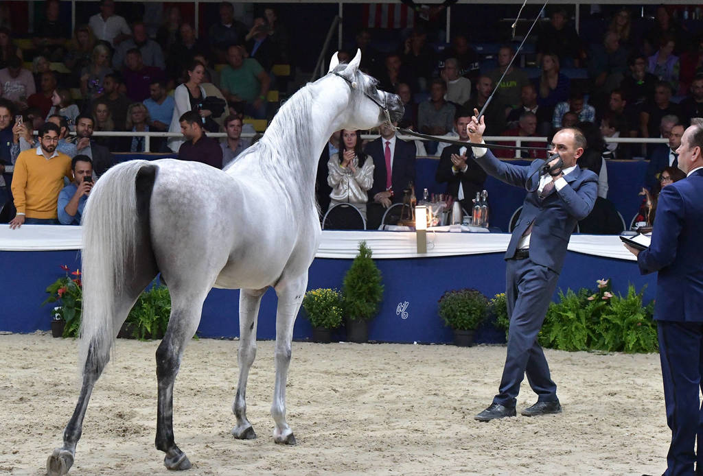 Senior Mare Gold Champion: Rihab Al Nasser (Marwan Al Shaqab X Remal Al Nasser)  