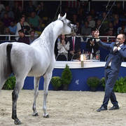Senior Mare Gold Champion: Rihab Al Nasser (Marwan Al Shaqab X Remal Al Nasser)  
