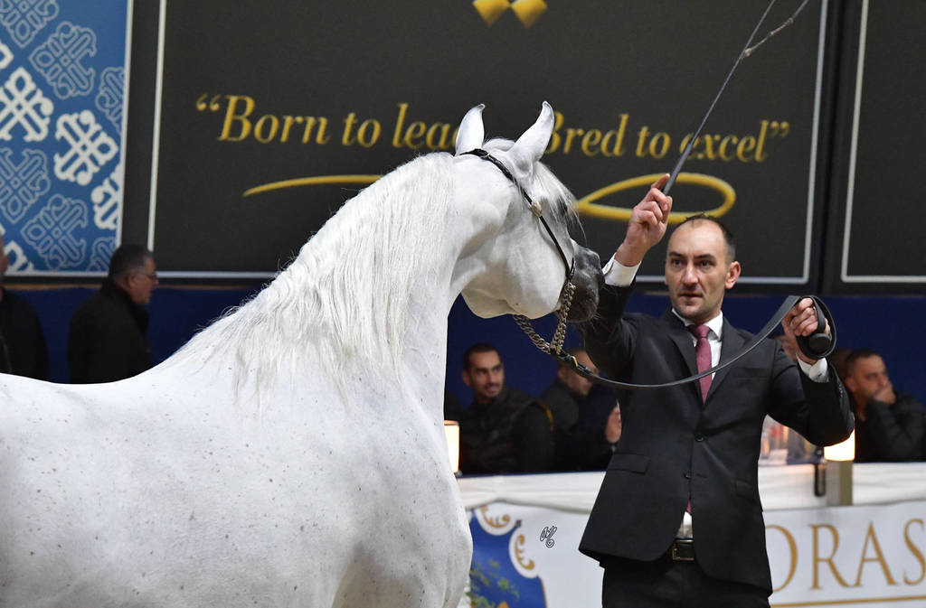 Senior Mare Gold Champion: Rihab Al Nasser (Marwan Al Shaqab X Remal Al Nasser)  
