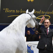 Senior Mare Gold Champion: Rihab Al Nasser (Marwan Al Shaqab X Remal Al Nasser)  