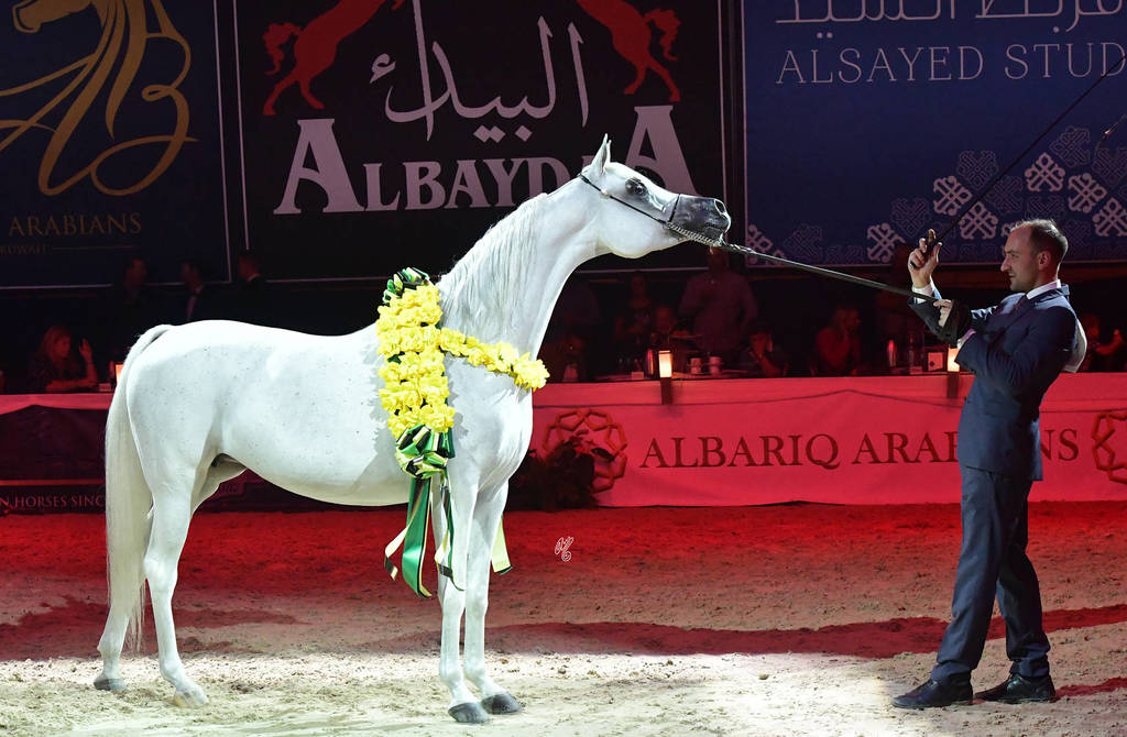 Senior Mare Gold Champion: Rihab Al Nasser (Marwan Al Shaqab X Remal Al Nasser)  