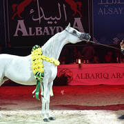 Senior Mare Gold Champion: Rihab Al Nasser (Marwan Al Shaqab X Remal Al Nasser)  
