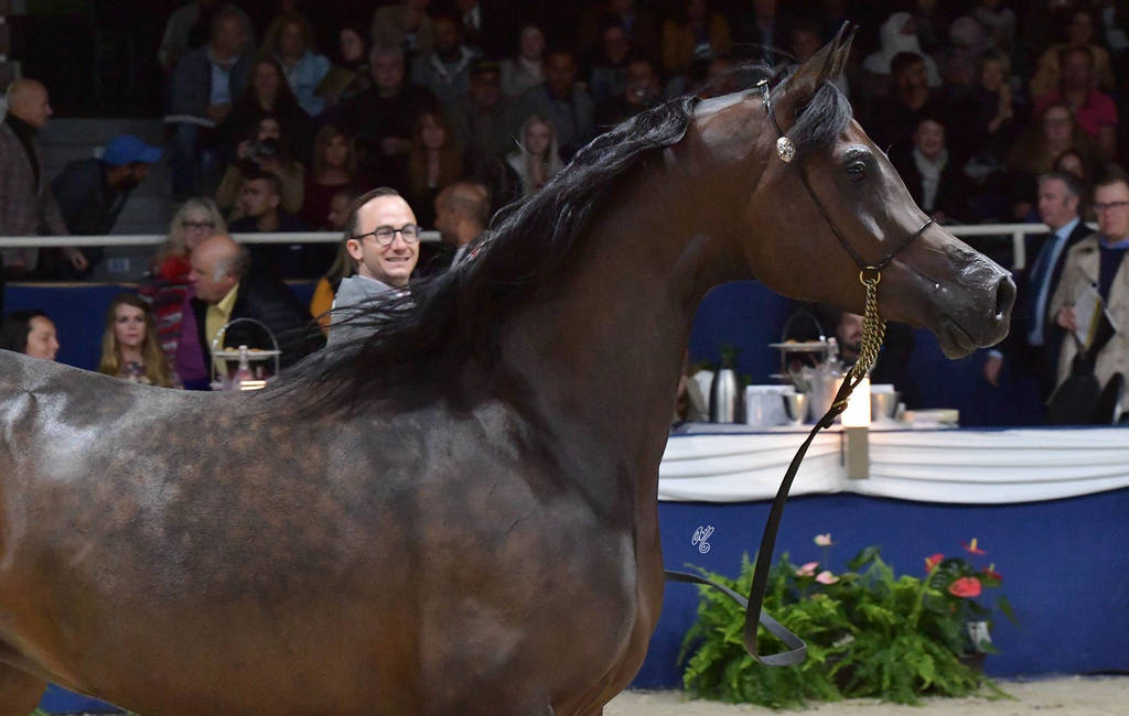 Senior Mare Silver Champion: Pustynia Kahila (Kahil Al Shaqab X Pustynna Malwa)   