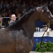 Senior Mare Silver Champion: Pustynia Kahila (Kahil Al Shaqab X Pustynna Malwa)   