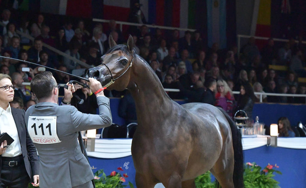 Senior Mare Silver Champion: Pustynia Kahila (Kahil Al Shaqab X Pustynna Malwa)   