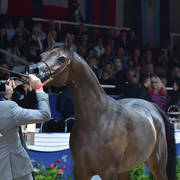 Senior Mare Silver Champion: Pustynia Kahila (Kahil Al Shaqab X Pustynna Malwa)   