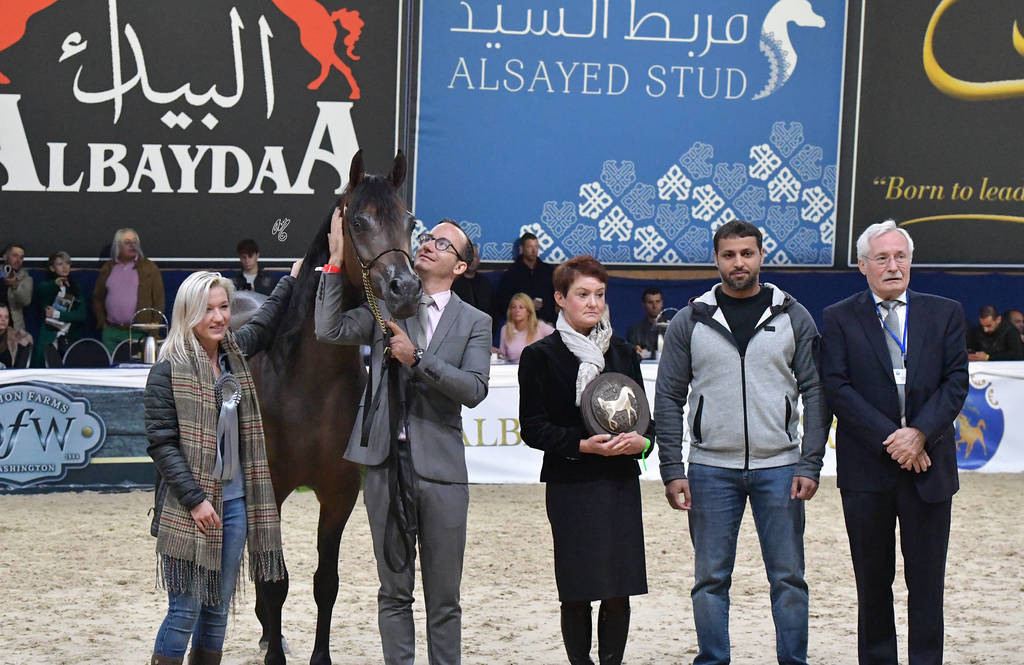 Senior Mare Silver Champion: Pustynia Kahila (Kahil Al Shaqab X Pustynna Malwa)   