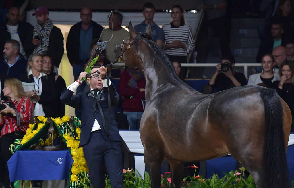 Senior Mare Silver Champion: Pustynia Kahila (Kahil Al Shaqab X Pustynna Malwa)   