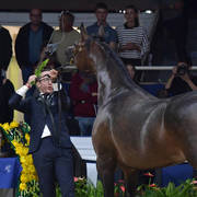 Senior Mare Silver Champion: Pustynia Kahila (Kahil Al Shaqab X Pustynna Malwa)   