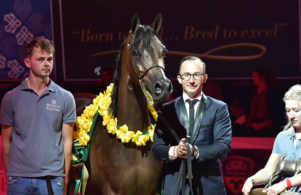 Senior Mare Silver Champion: Pustynia Kahila (Kahil Al Shaqab X Pustynna Malwa)   