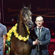 Senior Mare Silver Champion: Pustynia Kahila (Kahil Al Shaqab X Pustynna Malwa)   