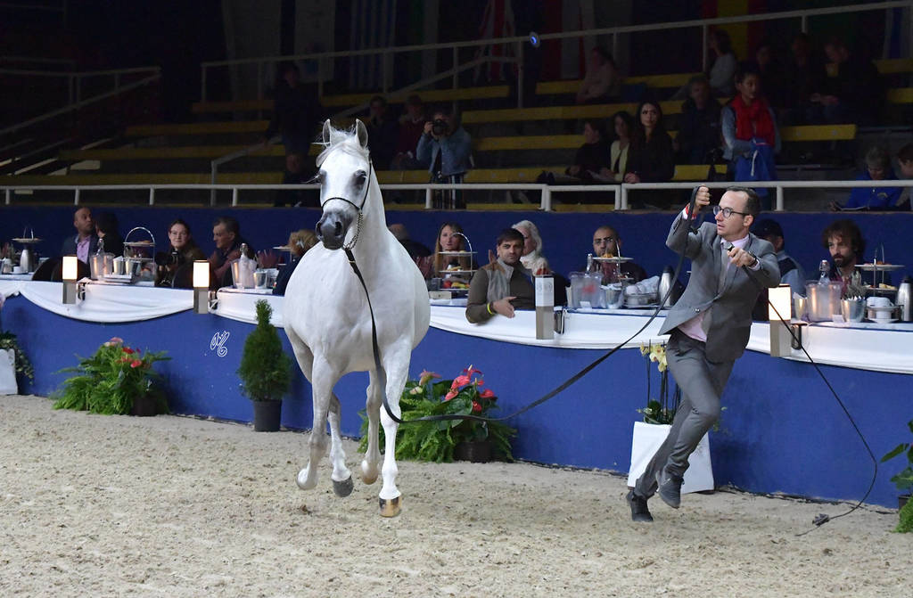 Senior Mare Bronze Champion: Galerida (Shanghai EA X Galilia)  