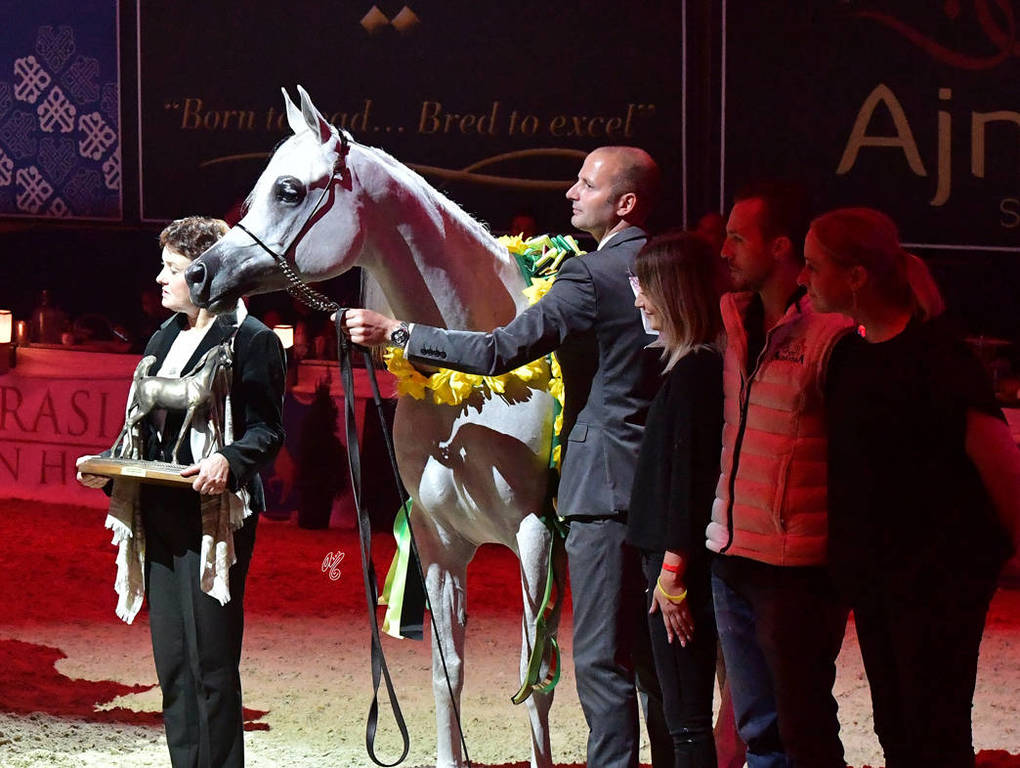 Senior Mare Bronze Champion: Galerida (Shanghai EA X Galilia)  