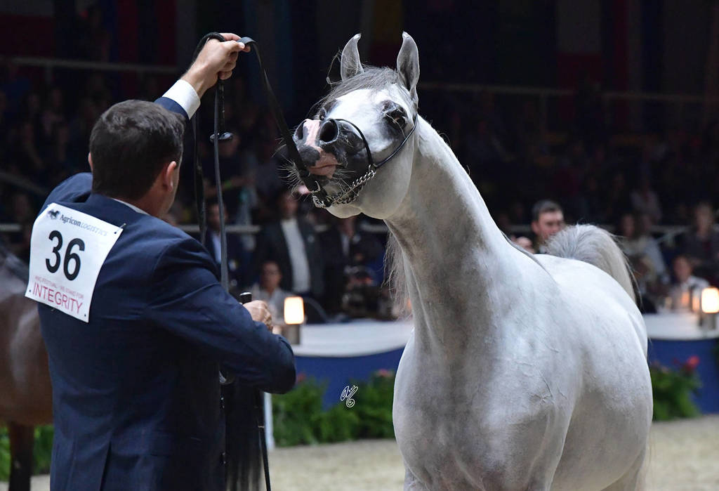 Junior Colt Gold Champion: AJ Kafu (Shanghai EA X AJ Kahayla) 