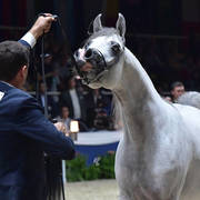 Junior Colt Gold Champion: AJ Kafu (Shanghai EA X AJ Kahayla) 