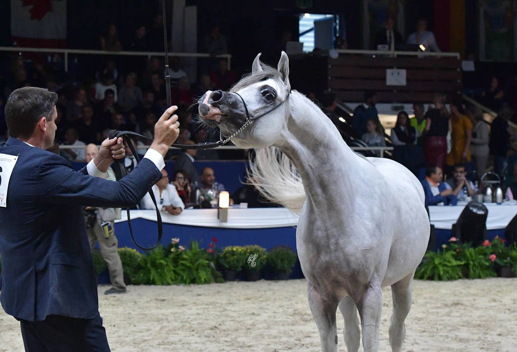 Junior Colt Gold Champion: AJ Kafu (Shanghai EA X AJ Kahayla) 