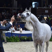 Junior Colt Gold Champion: AJ Kafu (Shanghai EA X AJ Kahayla) 