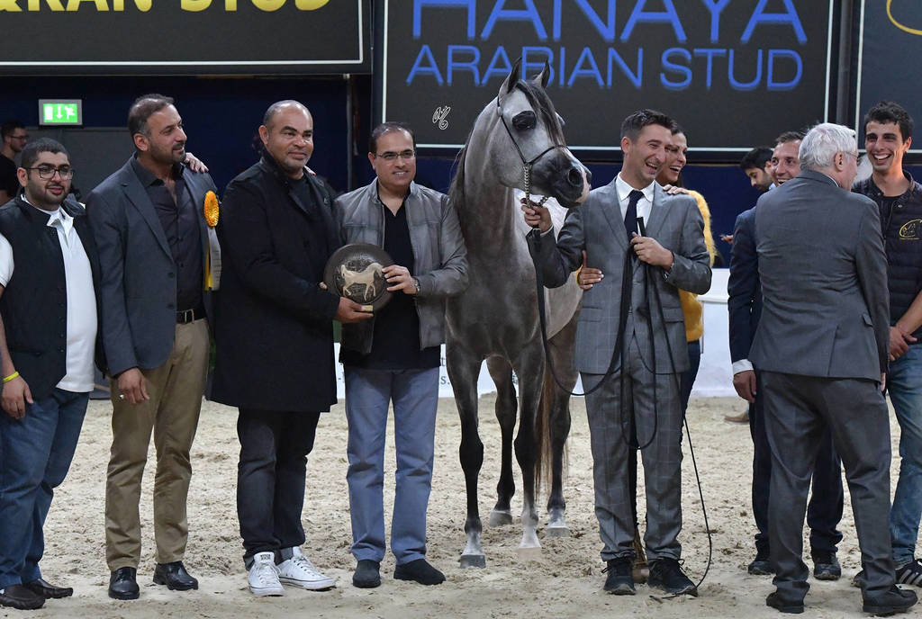 Junior Colt Silver Champion: D Seraj (FA El Rasheem X Ladi Veronica)  
