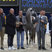Junior Colt Silver Champion: D Seraj (FA El Rasheem X Ladi Veronica)  
