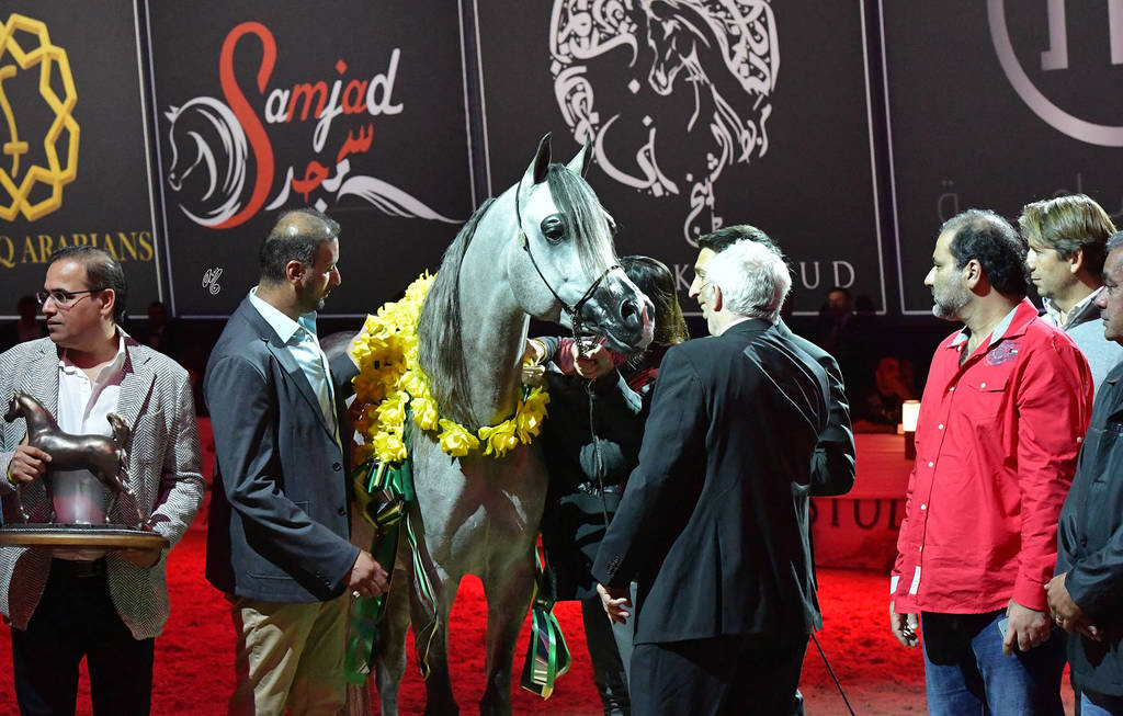 Junior Colt Silver Champion: D Seraj (FA El Rasheem X Ladi Veronica)  