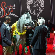 Junior Colt Silver Champion: D Seraj (FA El Rasheem X Ladi Veronica)  