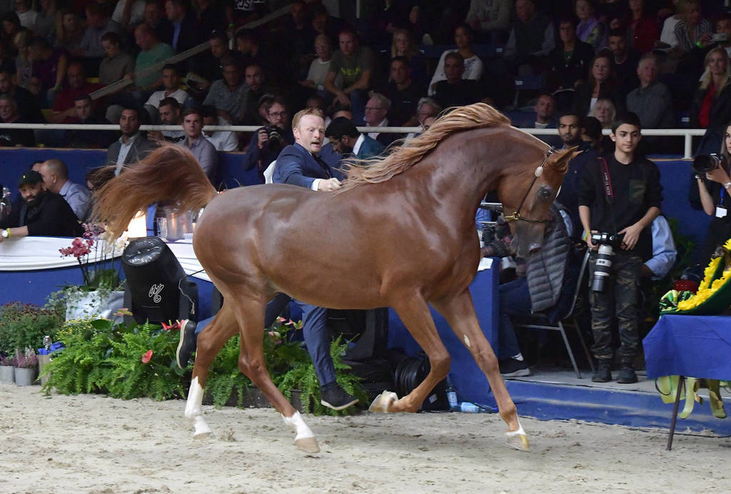 Junior Colt Bronze Champion: D Shallal (FA El Rasheem X D Shahla) 