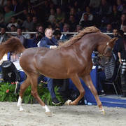 Junior Colt Bronze Champion: D Shallal (FA El Rasheem X D Shahla) 