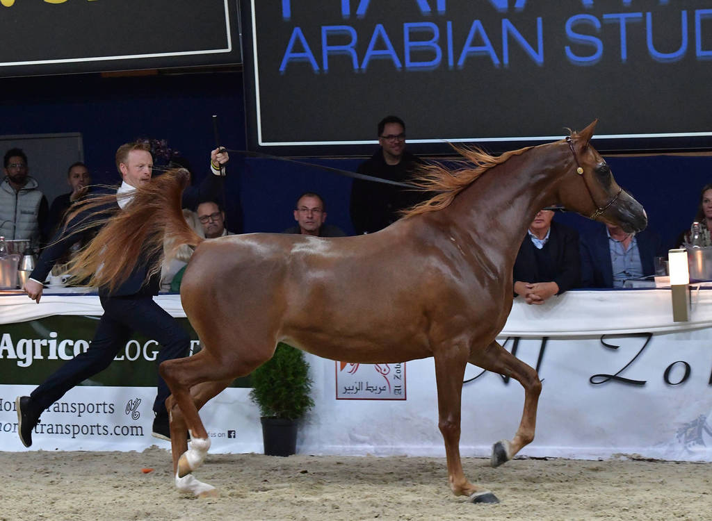 Junior Filly Gold Champion: Venice MI (Allegiance MI X Valentine MI)  