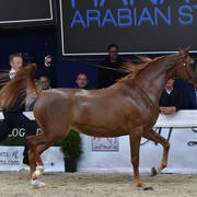 Junior Filly Gold Champion: Venice MI (Allegiance MI X Valentine MI)  