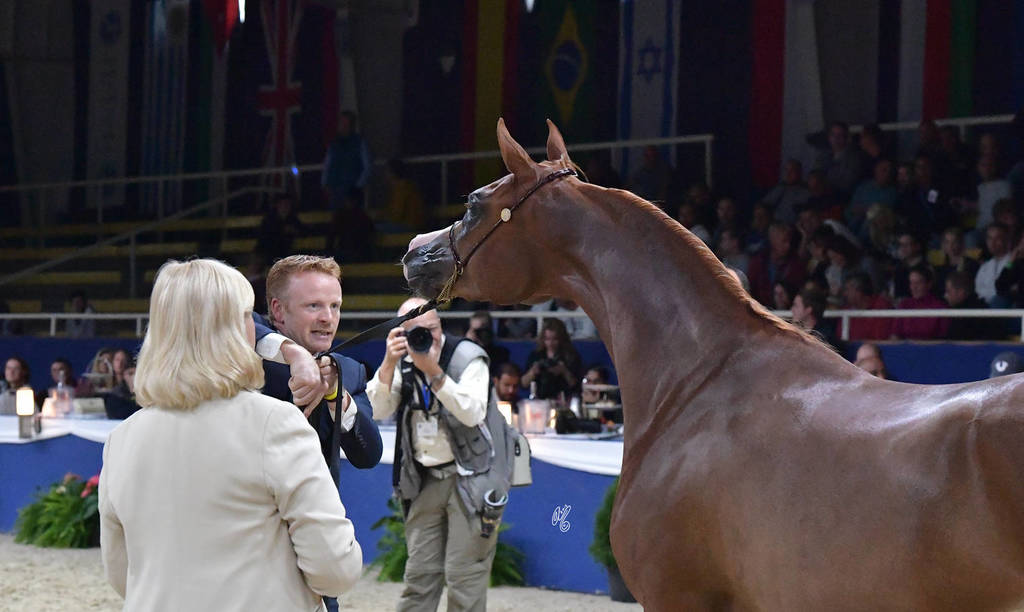 Junior Filly Gold Champion: Venice MI (Allegiance MI X Valentine MI)  