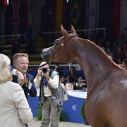 Junior Filly Gold Champion: Venice MI (Allegiance MI X Valentine MI)  