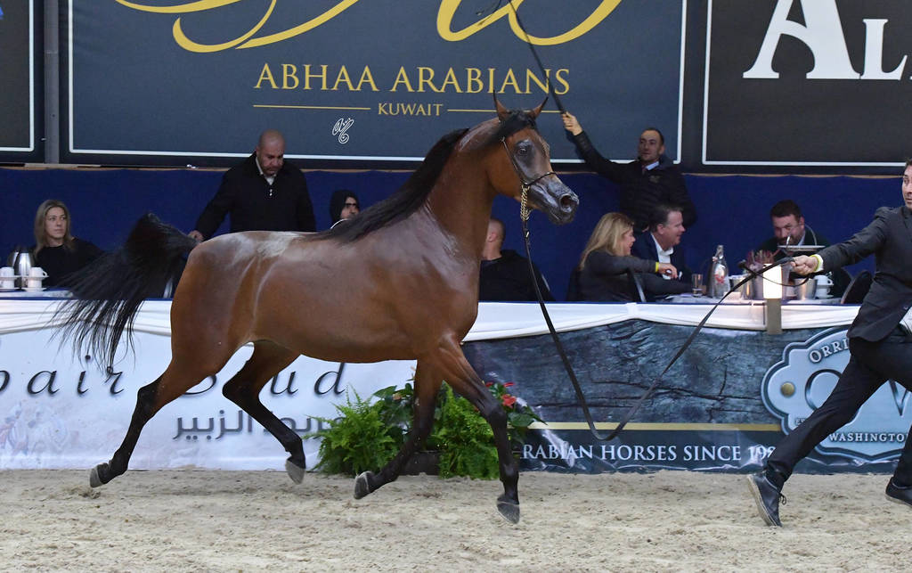 Junior Filly Silver Champion: Rshediah Alkhashab (EKS Alihandro X Symphony Of Love)   