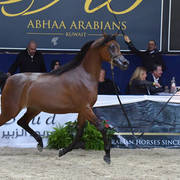 Junior Filly Silver Champion: Rshediah Alkhashab (EKS Alihandro X Symphony Of Love)   