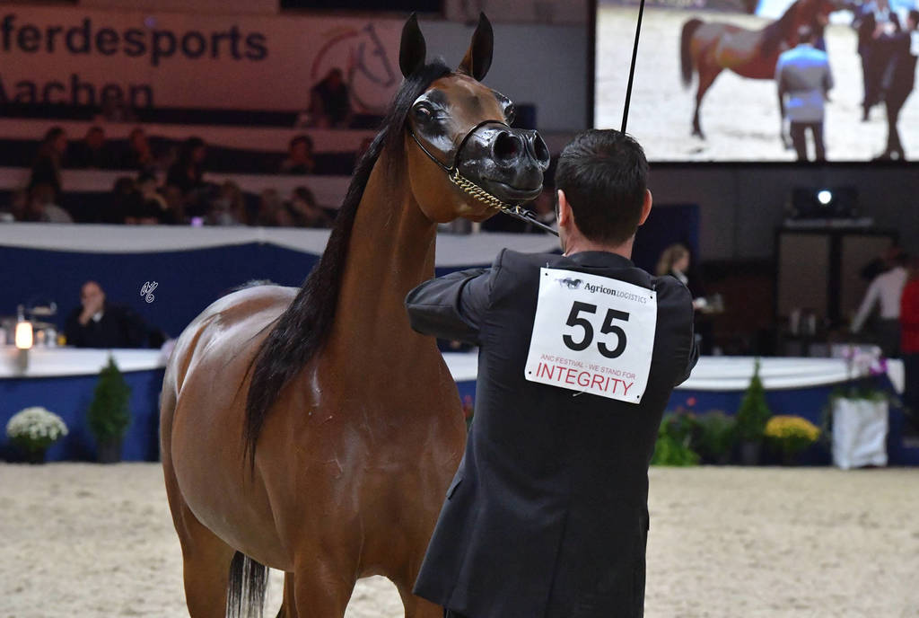 Junior Filly Silver Champion: Rshediah Alkhashab (EKS Alihandro X Symphony Of Love)   
