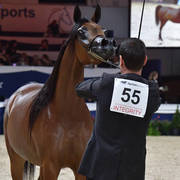 Junior Filly Silver Champion: Rshediah Alkhashab (EKS Alihandro X Symphony Of Love)   