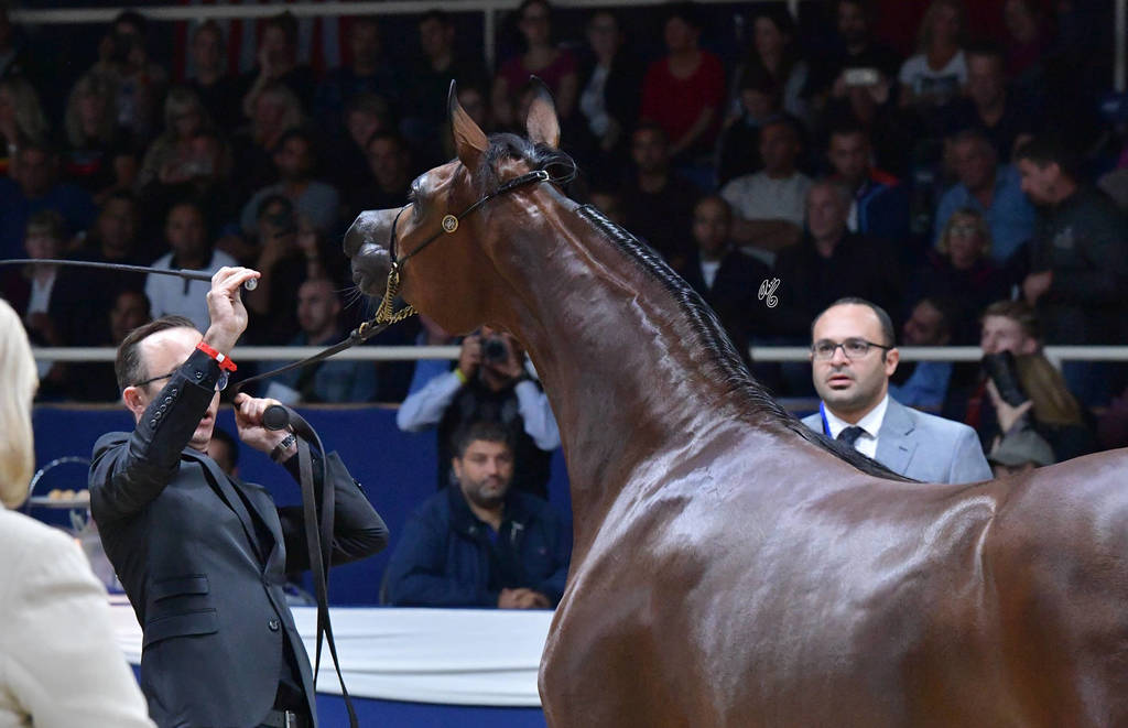 Junior Filly Bronze Champion: Seranza (Kanz Albidayer X Evening Serenade)  