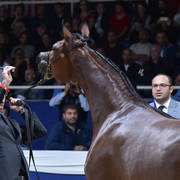 Junior Filly Bronze Champion: Seranza (Kanz Albidayer X Evening Serenade)  