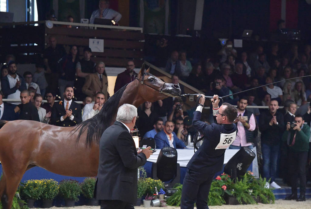Junior Filly Bronze Champion: Seranza (Kanz Albidayer X Evening Serenade)  