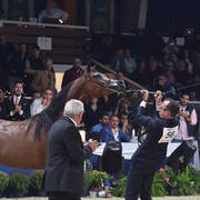 Junior Filly Bronze Champion: Seranza (Kanz Albidayer X Evening Serenade)  