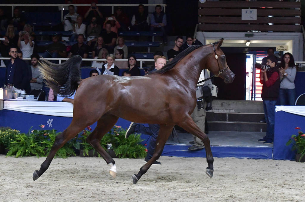 Yearling Colt Gold Champion: Admiraal (Emerald J X Haniyyah)  