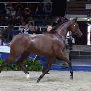 Yearling Colt Gold Champion: Admiraal (Emerald J X Haniyyah)  