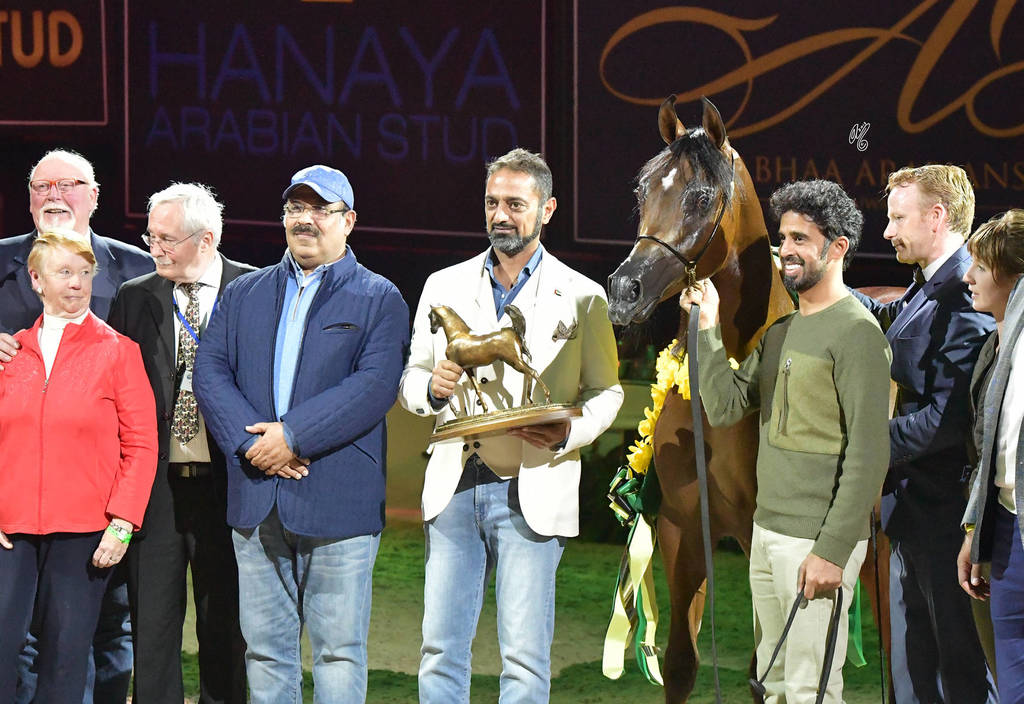Yearling Colt Gold Champion: Admiraal (Emerald J X Haniyyah)  