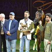 Yearling Colt Gold Champion: Admiraal (Emerald J X Haniyyah)  
