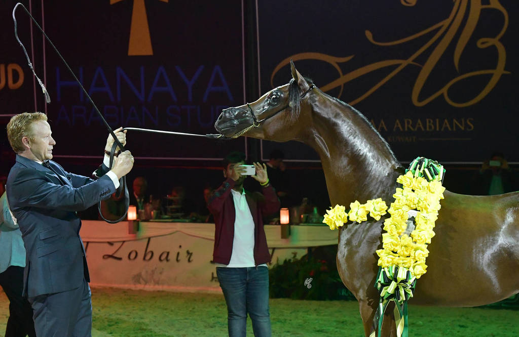 Yearling Colt Gold Champion: Admiraal (Emerald J X Haniyyah)  