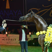Yearling Colt Gold Champion: Admiraal (Emerald J X Haniyyah)  