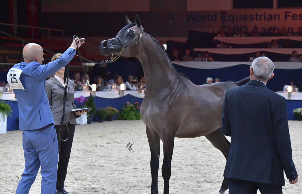 Yearling Colt Silver Champion: Al Maher Al Sayed (Alexxanderr X Mera Alsayed)   