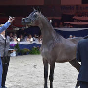 Yearling Colt Silver Champion: Al Maher Al Sayed (Alexxanderr X Mera Alsayed)   